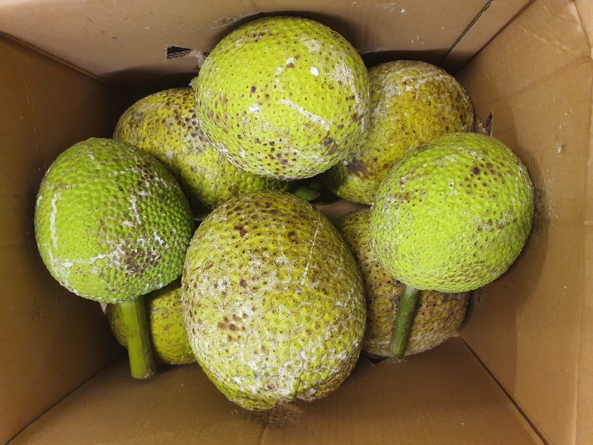 Fruit à pain