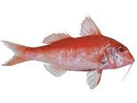 Poisson rouget Barbai