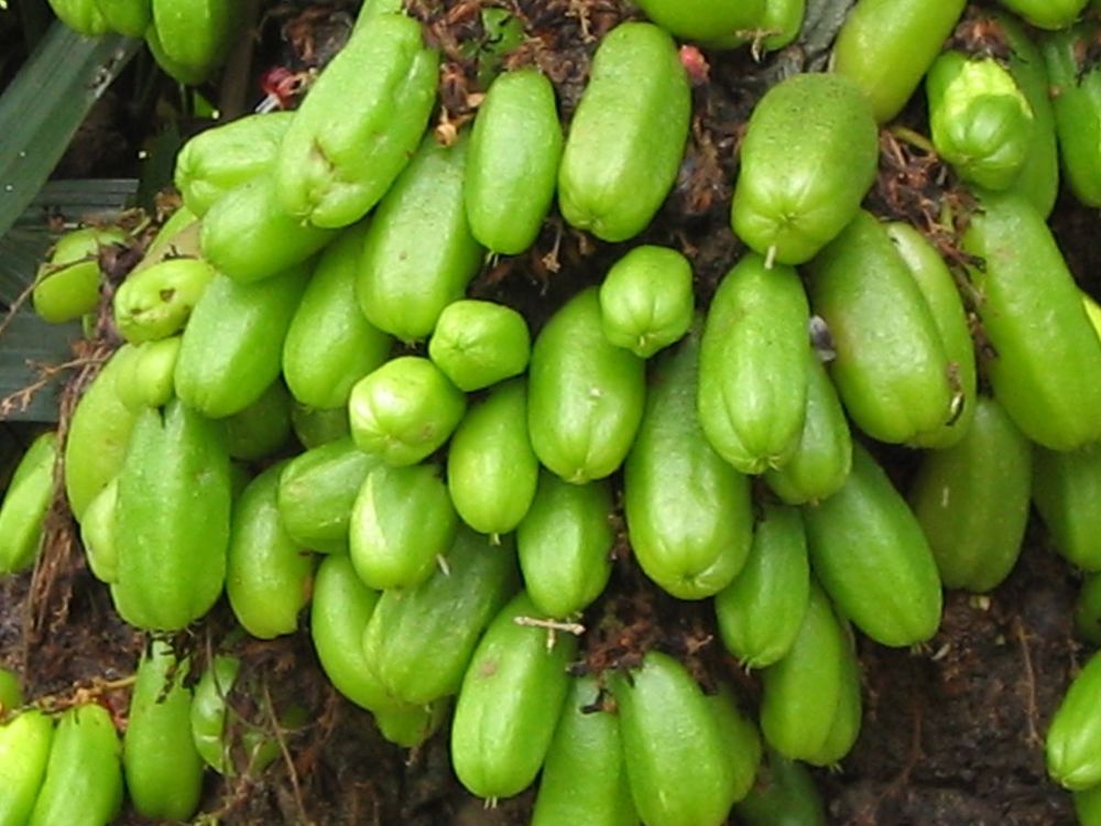 OUHAJOU BILIMBI