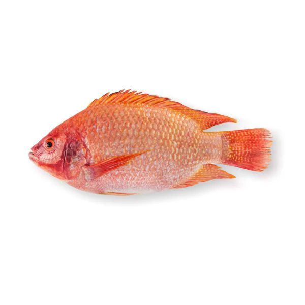 POISSONS ROUGE