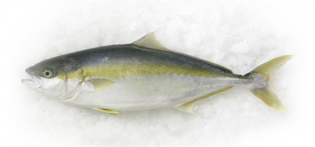 POISSON MADEMOISELLE 20KG