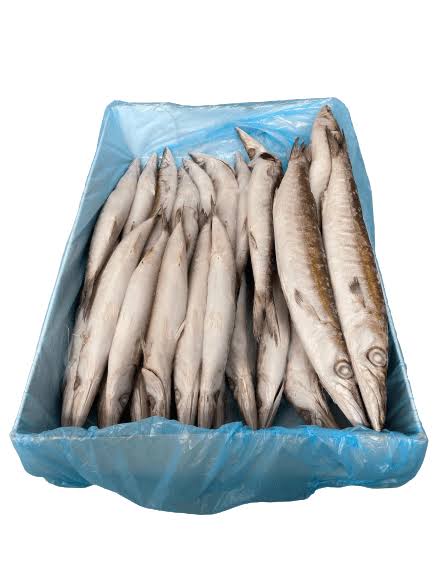 BARACUDA CARTON
