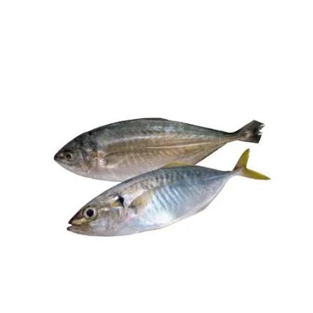 CARANGUE 10KG