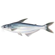 MALANGUA ( PANGA)
