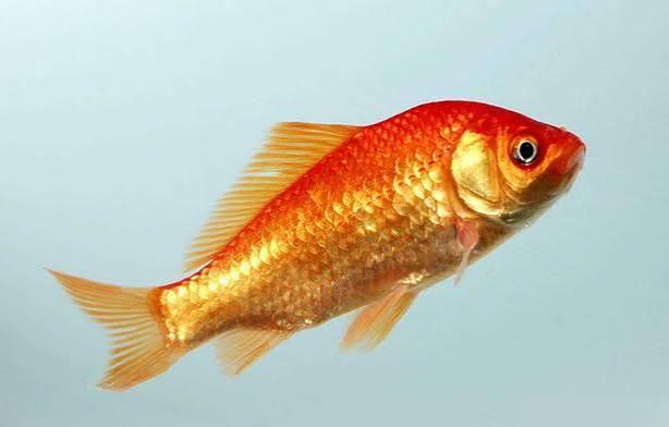 POISSON ROUGE