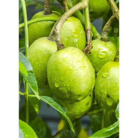 PRUNE DE CYHTERE SAKOUWA
