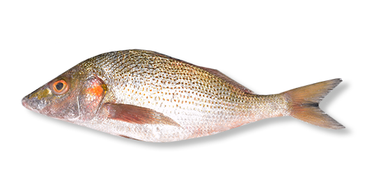  POISSON SOMPAT