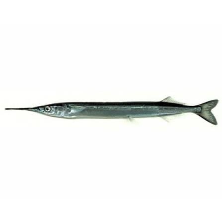 POISSON DEMI BEC CAILLAOU