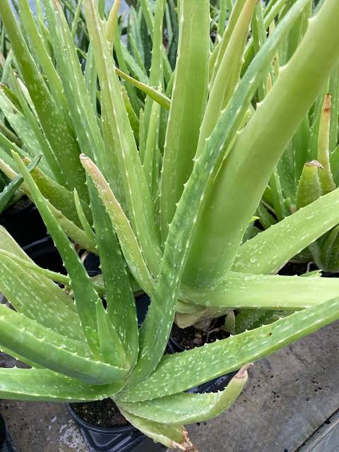 ALOE VERA FRAIX