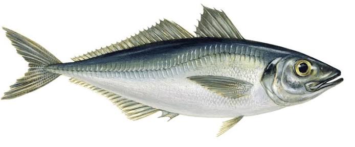 CHINCHARD
